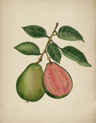 Friss guava növényi alkotó: Josie George
