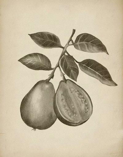 A guava botanikai vizsgálata alkotó: Josie George