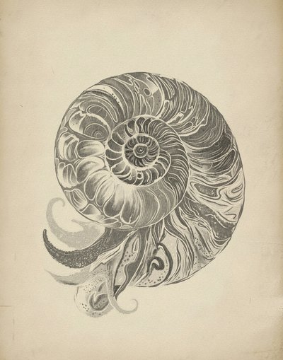 Bonyolult nautilus-spirál alkotó: Josie George