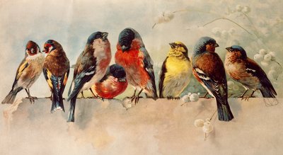 Madarak alkotó: Josse Photo