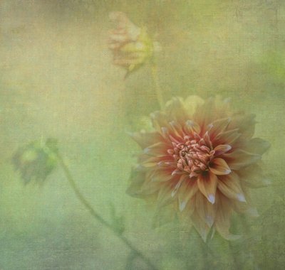 Álomszerű dáliavirág alkotó: Judy Tseng