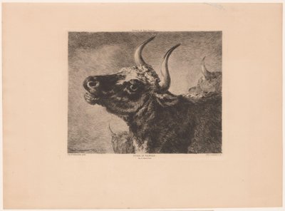 Egy bika feje Etude de taureau. (cím a tárgyon) alkotó: Jules Ferdinand Jacquemart