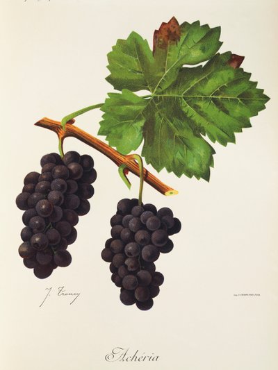 Acheria szőlő, J. Troncy alkotó: Jules Troncy