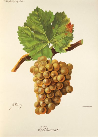 Ahumat szőlő, J. Troncy alkotó: Jules Troncy