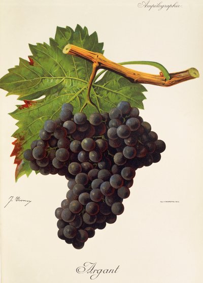 Argant szőlő, J. Troncy alkotó: Jules Troncy