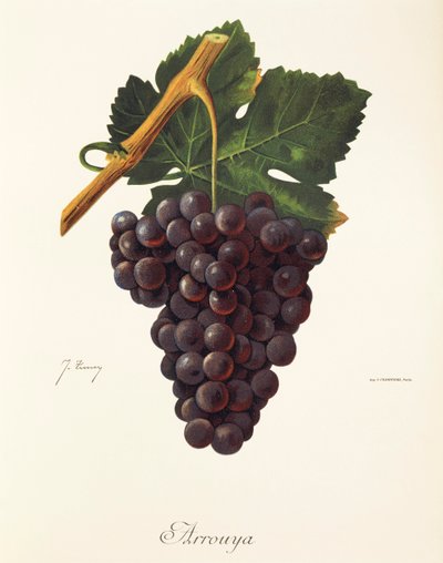 Arrouya szőlő, J. Troncy alkotó: Jules Troncy