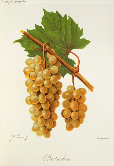 Autuchon szőlő, J. Troncy alkotó: Jules Troncy
