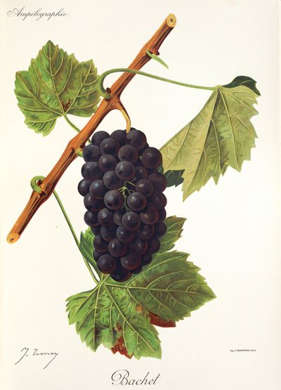 Bachet szőlő, J. Troncy alkotó: Jules Troncy