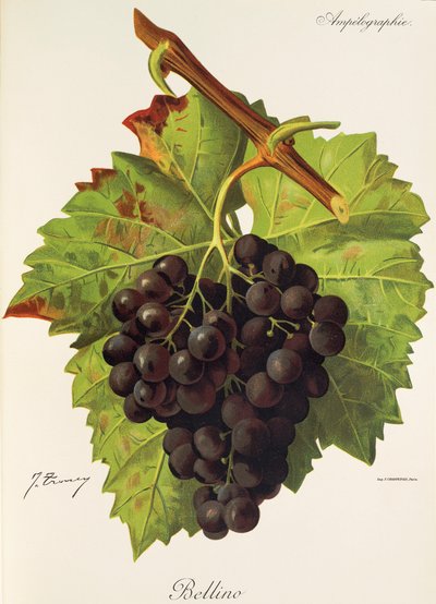 Bellino szőlő, J. Troncy alkotó: Jules Troncy