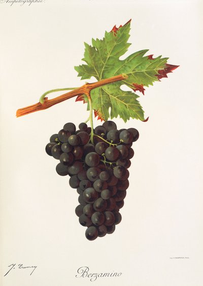 Berzamino szőlő, J. Troncy alkotó: Jules Troncy