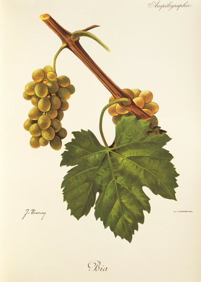 Bia szőlő, J. Troncy alkotó: Jules Troncy