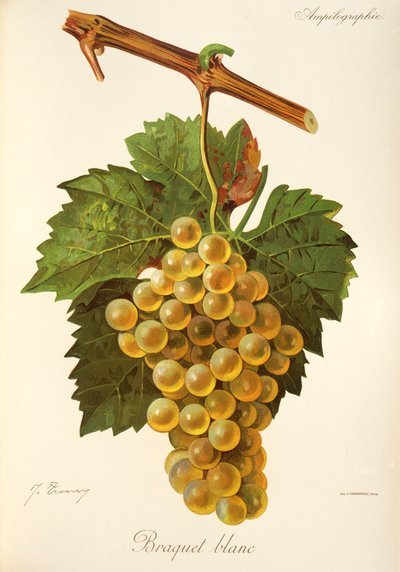 Braquet Blanc szőlő, J. Troncy alkotó: Jules Troncy