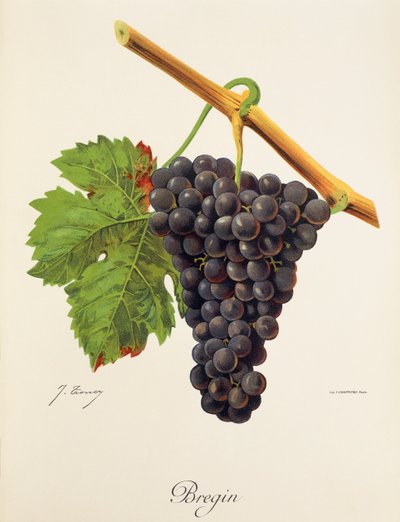 Bregin szőlő, J. Troncy alkotó: Jules Troncy