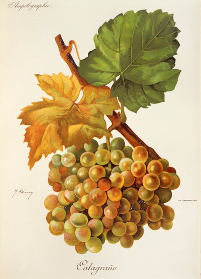 Calagrano szőlő, J. Troncy alkotó: Jules Troncy