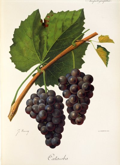 Catawba szőlő, J. Troncy alkotó: Jules Troncy