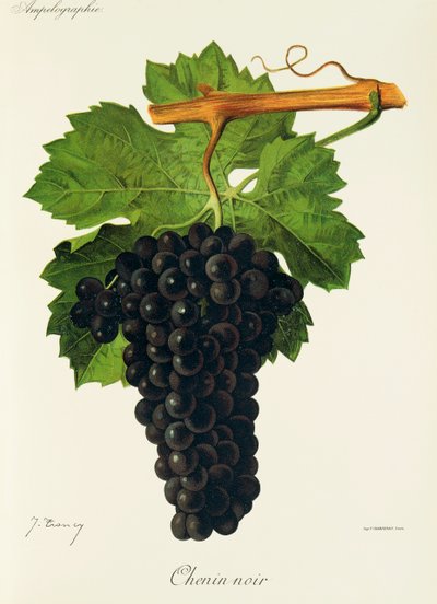 Chenin Noir szőlő, J. Troncy alkotó: Jules Troncy