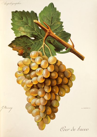 Coer de Bacco szőlő, J. Troncy alkotó: Jules Troncy