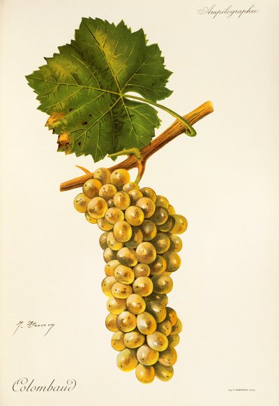 Colombaud szőlő, J. Troncy alkotó: Jules Troncy