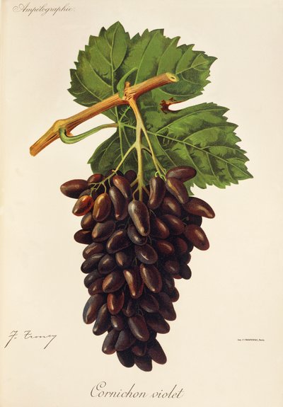 Cornichon Violet szőlő, J. Troncy alkotó: Jules Troncy
