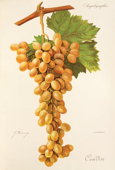 Coudsi szőlő, J. Troncy alkotó: Jules Troncy