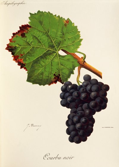 Courbu fekete szőlő, J. Troncy alkotó: Jules Troncy