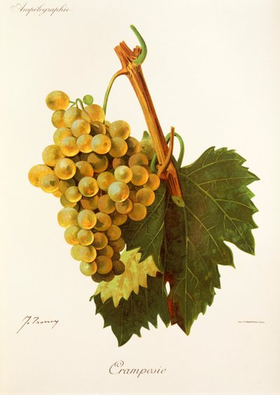 Cramposie szőlő, J. Troncy alkotó: Jules Troncy