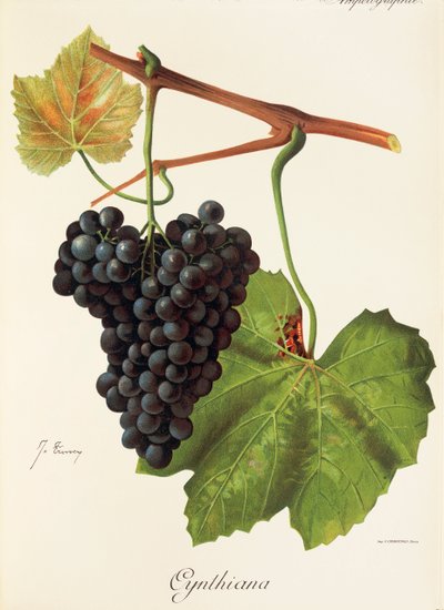 Cynthiana szőlő, J. Troncy alkotó: Jules Troncy