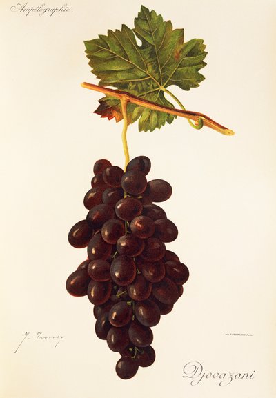 Djovazani szőlő, J. Troncy alkotó: Jules Troncy