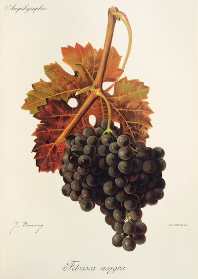Feteasca Neagra szőlő, J. Troncy alkotó: Jules Troncy