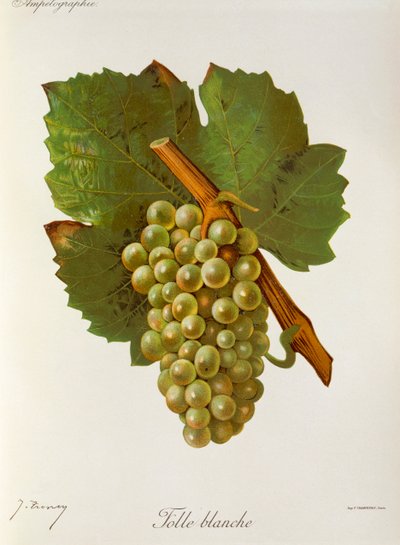 Folle Blanche szőlő, J. Troncy alkotó: Jules Troncy
