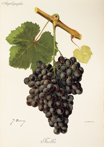 Fuella szőlő, J. Troncy alkotó: Jules Troncy
