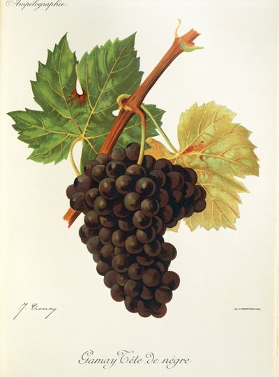 Gamay Tete de Negre szőlő, J. Troncy alkotó: Jules Troncy