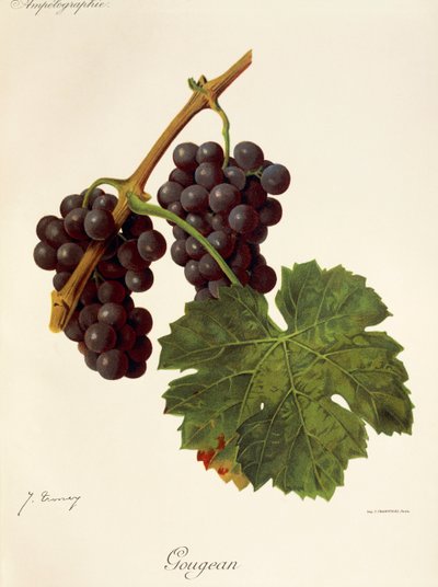 Gougean szőlő, J. Troncy alkotó: Jules Troncy