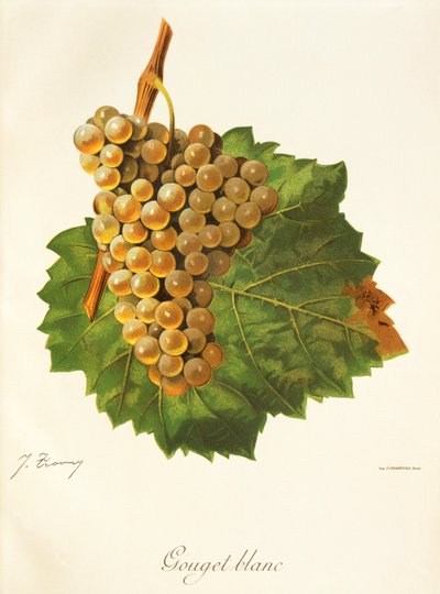 Gouget Blanc szőlő, J. Troncy alkotó: Jules Troncy