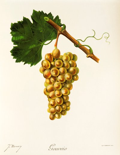 Gouveio szőlő, J. Troncy alkotó: Jules Troncy