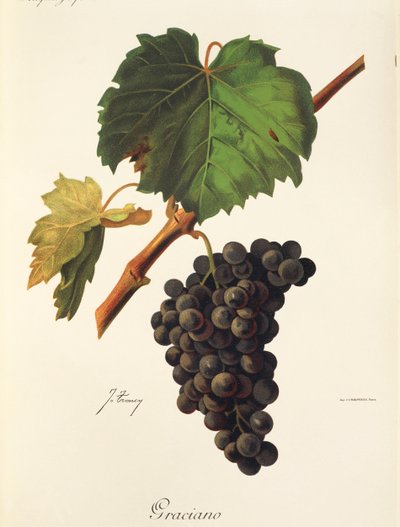 Graciano szőlő, J. Troncy alkotó: Jules Troncy