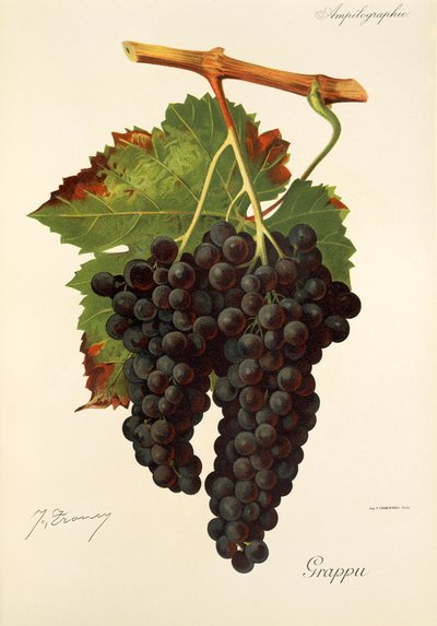 Grappu szőlő, J. Troncy alkotó: Jules Troncy