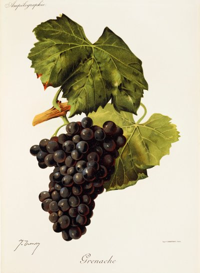 Grenache szőlő, J. Troncy alkotó: Jules Troncy