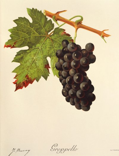 Groppello szőlő, J. Troncy alkotó: Jules Troncy
