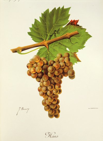 Hans szőlő, J. Troncy alkotó: Jules Troncy
