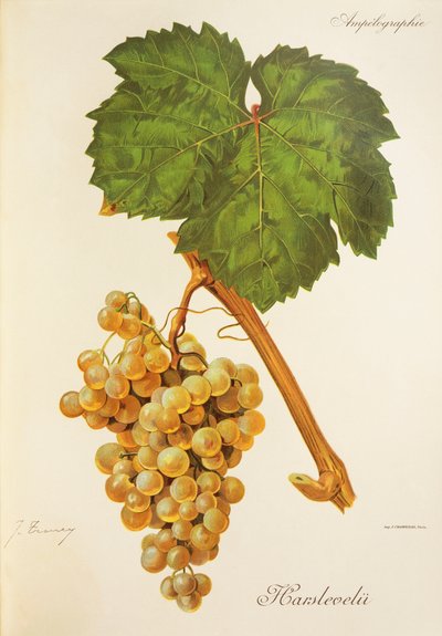 Harslevelu szőlő, J. Troncy alkotó: Jules Troncy