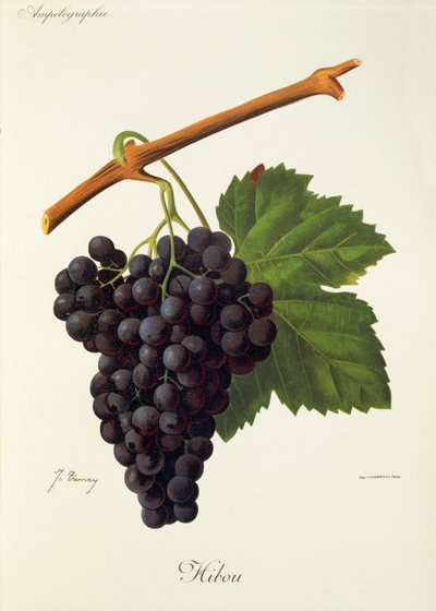 Bagolyszőlő, J. Troncy alkotó: Jules Troncy