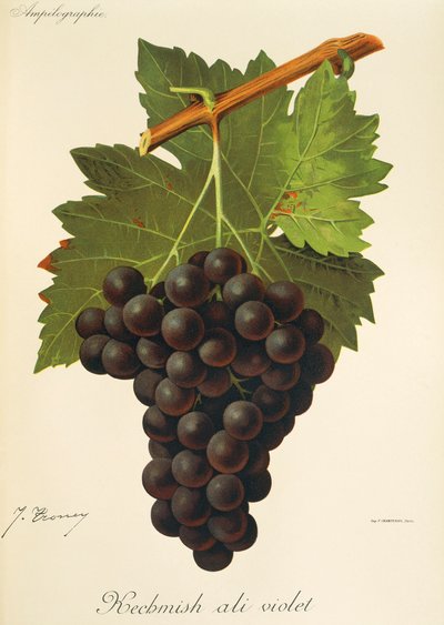 Kechmish Ali Violet szőlő, J. Troncy alkotó: Jules Troncy