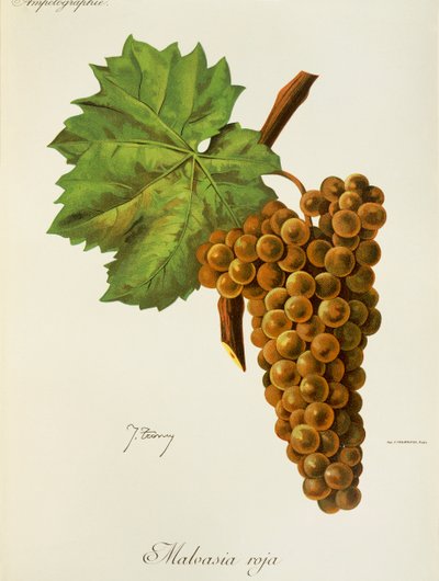Malvasia Roja szőlő, J. Troncy alkotó: Jules Troncy