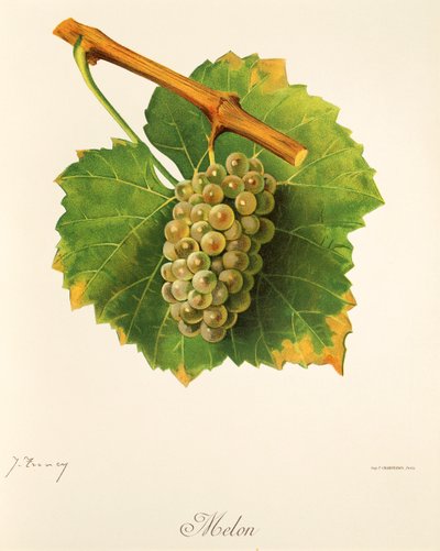 Dinnye szőlő, J. Troncy alkotó: Jules Troncy