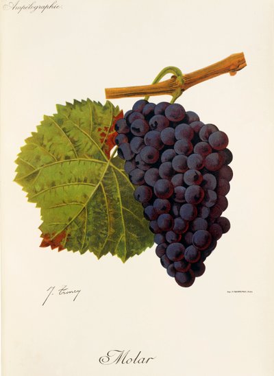Moláris szőlő, J. Troncy alkotó: Jules Troncy