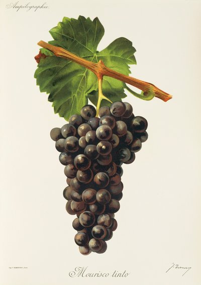 Mourisco Tinto szőlő, J. Troncy alkotó: Jules Troncy