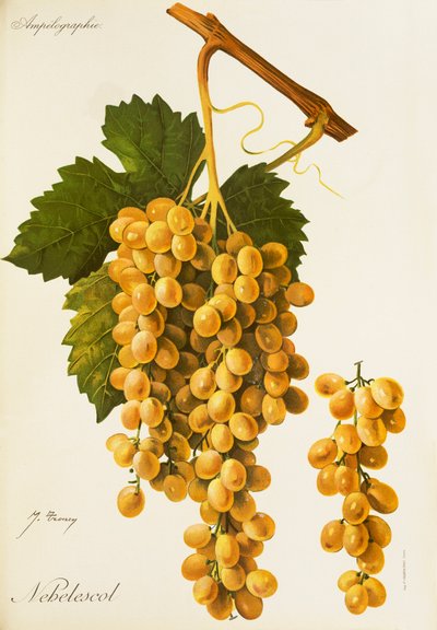 Nebelescol szőlő, J. Troncy alkotó: Jules Troncy
