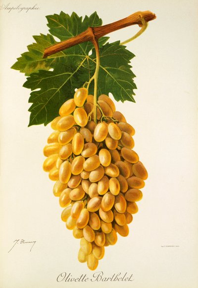 Olivette Barthelet szőlő, J. Troncy alkotó: Jules Troncy