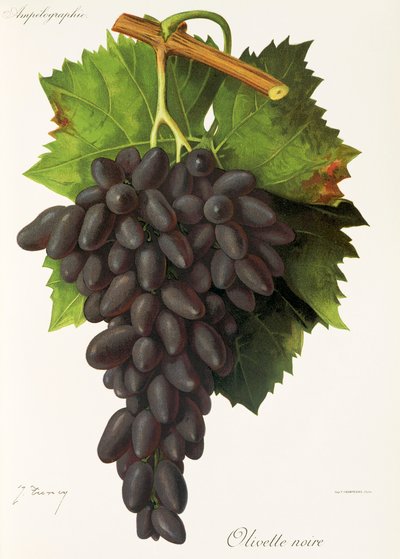 Olivette Noire szőlő, J. Troncy alkotó: Jules Troncy